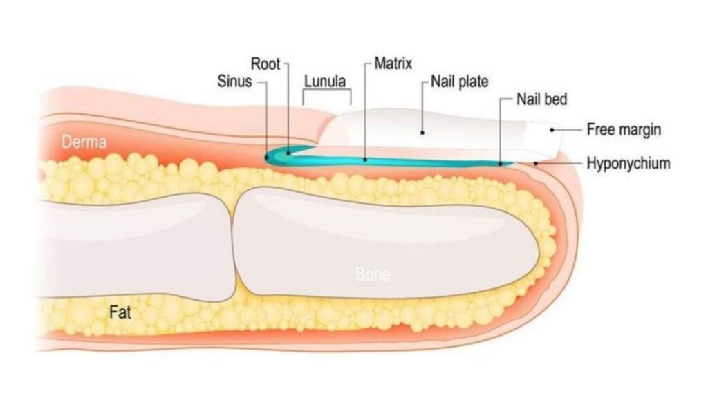 Cấu trúc sinh học của móng tay